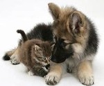 Puppy & Kitten